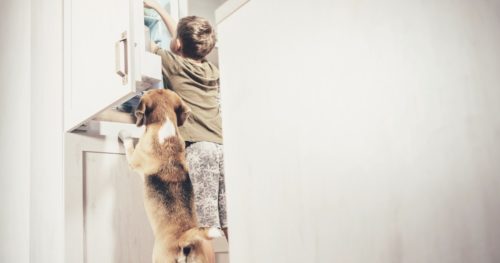 Best Pet-Friendly Security Systems